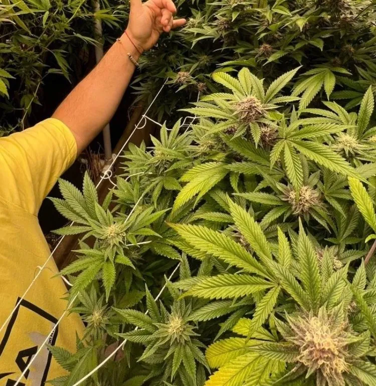 Jóia's founder reaching into a flowering living-soil canopy